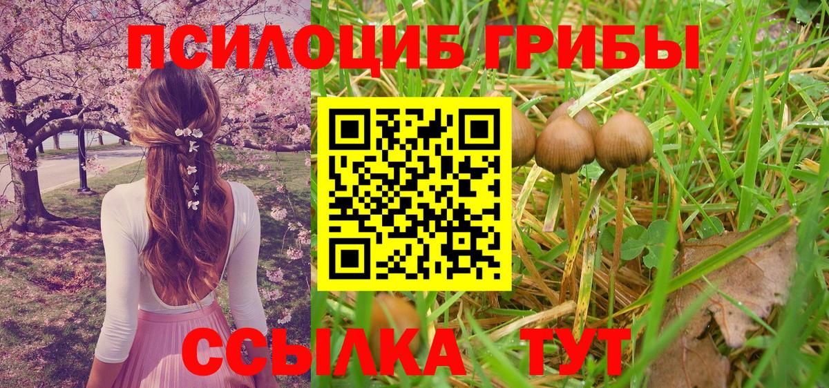 Псилоцибиновые грибы Psilocybe  Псилоцибиновые грибы Psilocybe  Севастополь  Вход с VPN 